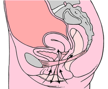 Kegel Ejercicios Diagrama